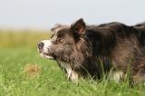 BORDER COLLIE 1428